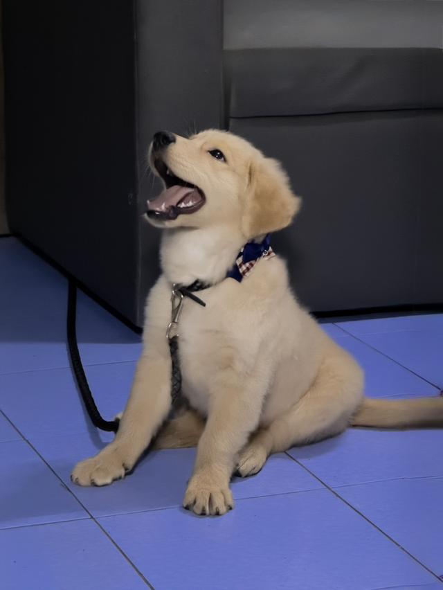 โกเด้นแท้ พ่อพันธุ์คอกเดียวกับจุ๊บเหม่ง รูปที่ 3