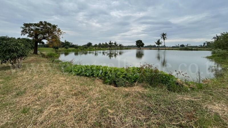 ที่ดิน 9-3-99.5 ไร่ ดอนโพธิ์ - สุพรรณบุรี มีผู้เช่า ทำเลดี 15