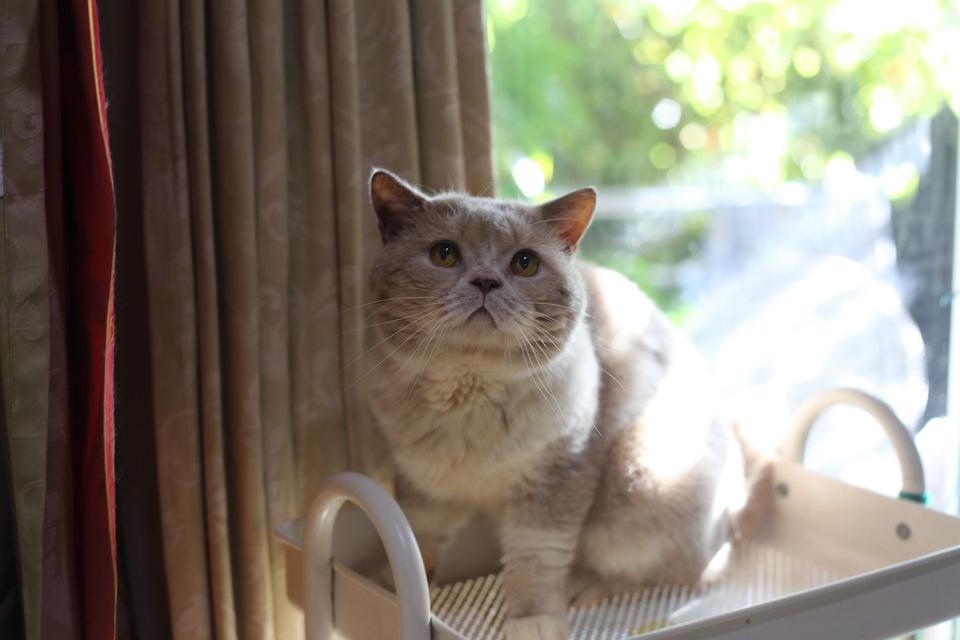 ลูกแมวบริติชหิมาลายันพร้อมย้ายบ้าน รูปที่ 19