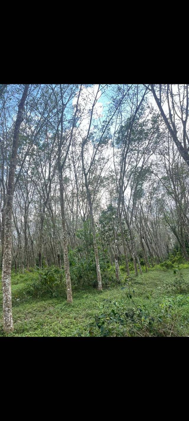 ที่ดินสวนยางพารา หมู่บ้านป่าบอนต่ำ อ.ป่าบอน จ..พัทลุง 3