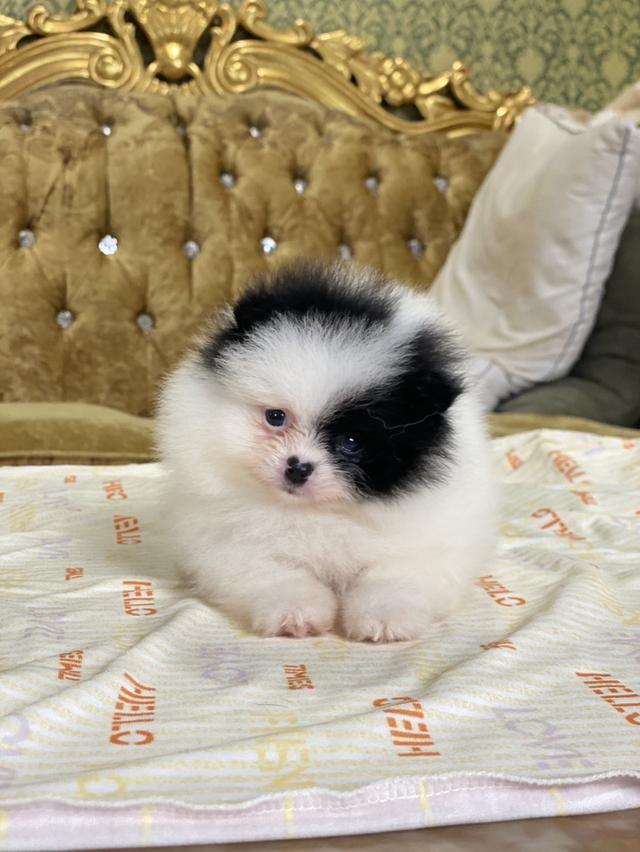 ลูกปอมเมอเรเนียนแท้ น่ารัก สีสวย