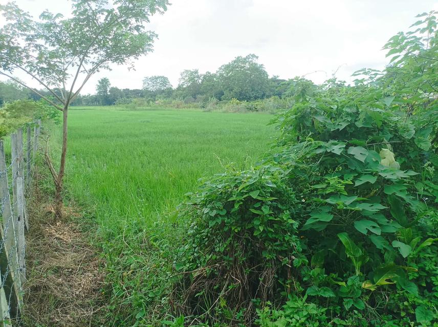 ขายที่ดิน 1ไร่3งาน ต.ตลาดใหญ่ อ.ดอยสะเก็ด จ.เชียงใหม่ 6