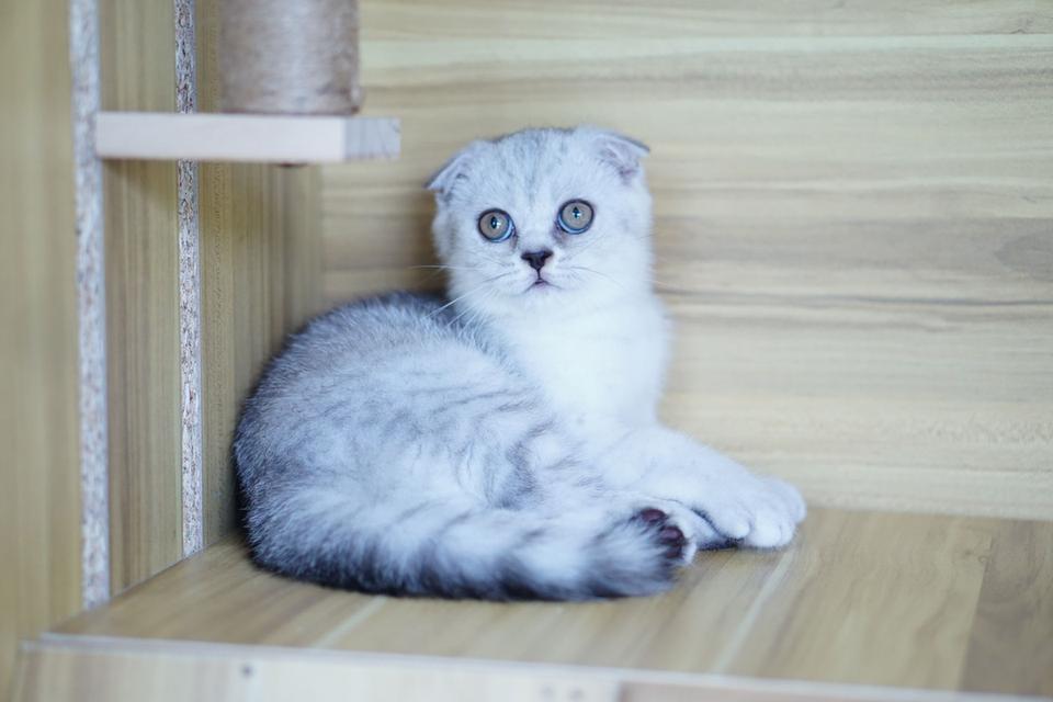 แมว สก็อตทิชหูพับ เพศเมีย รูปที่ 11