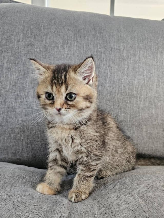 โคโค่ สก็อตติชโฟลด์แท้ 3