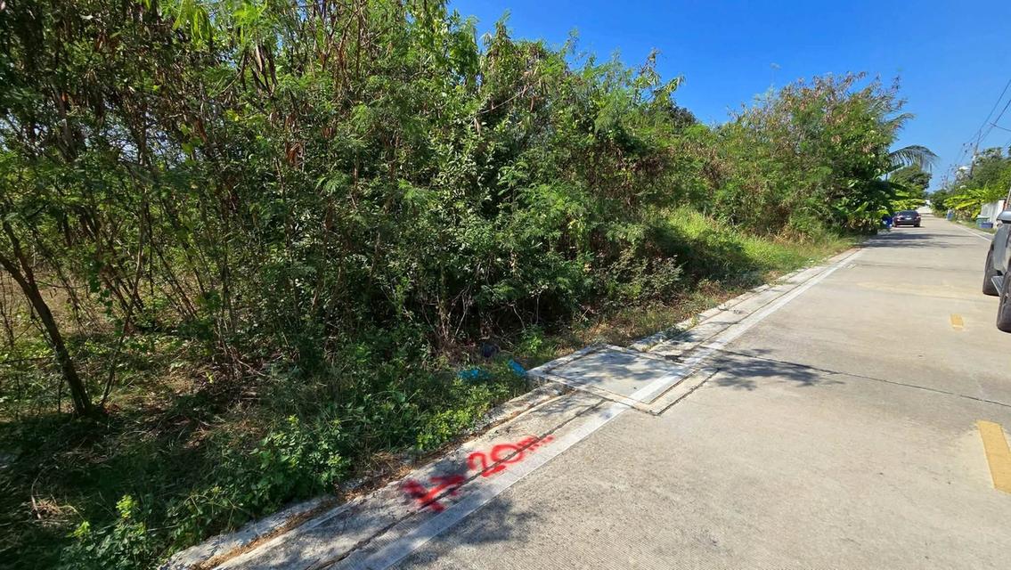 ขายด่วนที่ดินใกล้เซ็นทรัล ศาลายา 100 ตรว ติดถนนคอนกรีตสาธารณะ ถ.บางเตย ซอย3 พุทธมณฑล นครปฐม 4