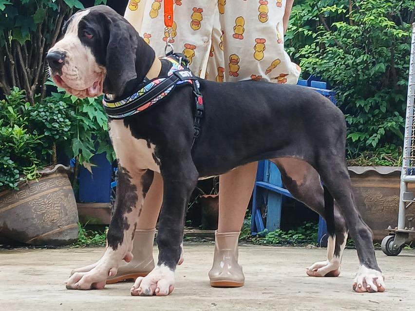 สุนัข เกรทเดน Great dane  2