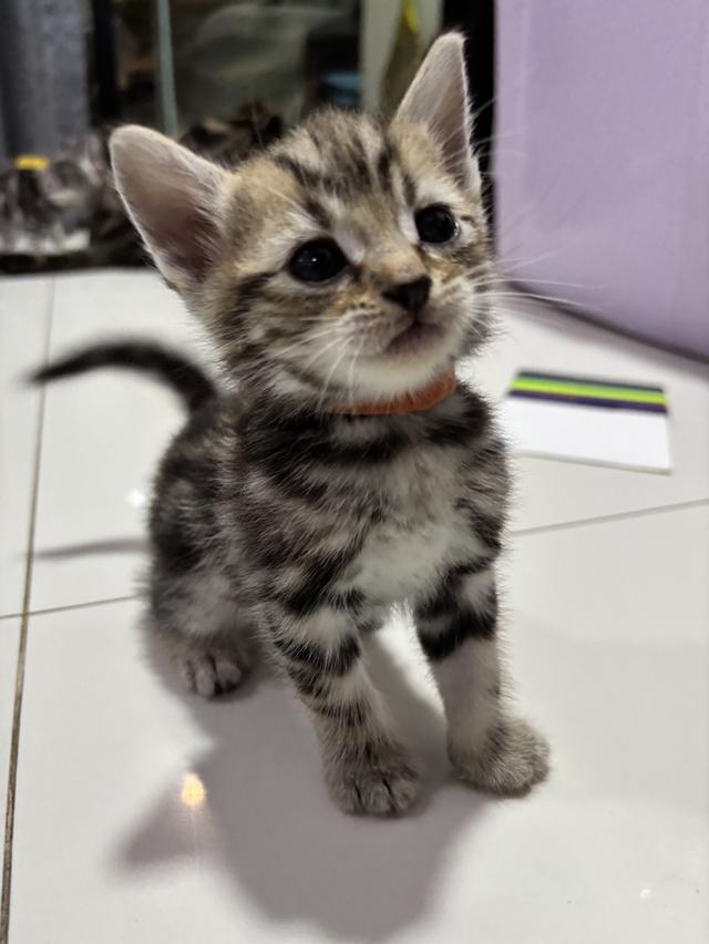 ลูกแมว American Shorthair 2