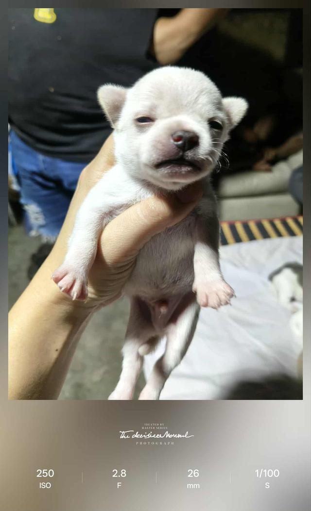 เปิดจองชิวาว่าเเท้ขนสั้น 4500 ไซส์เล็ก 3