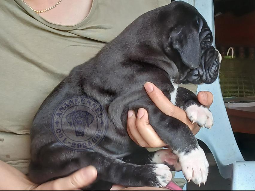 สุนัข เกรทเดน Great dane รูปที่ 9
