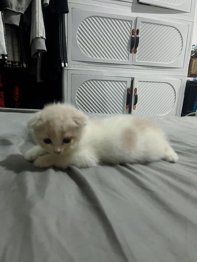 น้องแมวสก๊อตติสหูพับเพศผุ้ รูปที่ 4