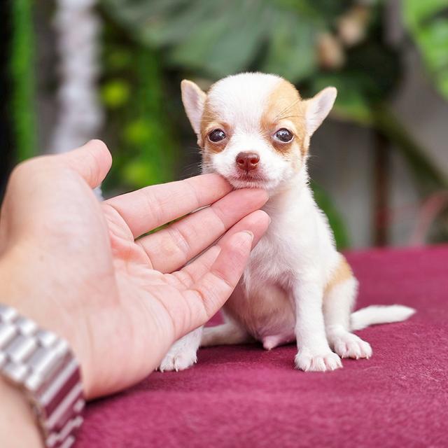 น้องเลโก้Chihuahuaขนสั้นหนุ่มน้อยสุดหล่อ 4
