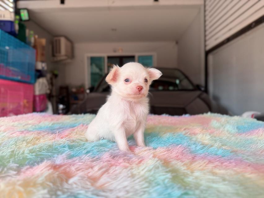 ปอมผสมชิวาวา เพศผู้ พิกัดรามอินทรา 17