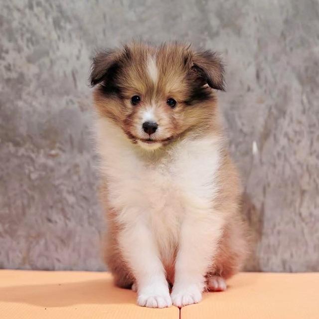 ลูกสุนัข Shetland Sheepdog หาผู้ปกครอง 2