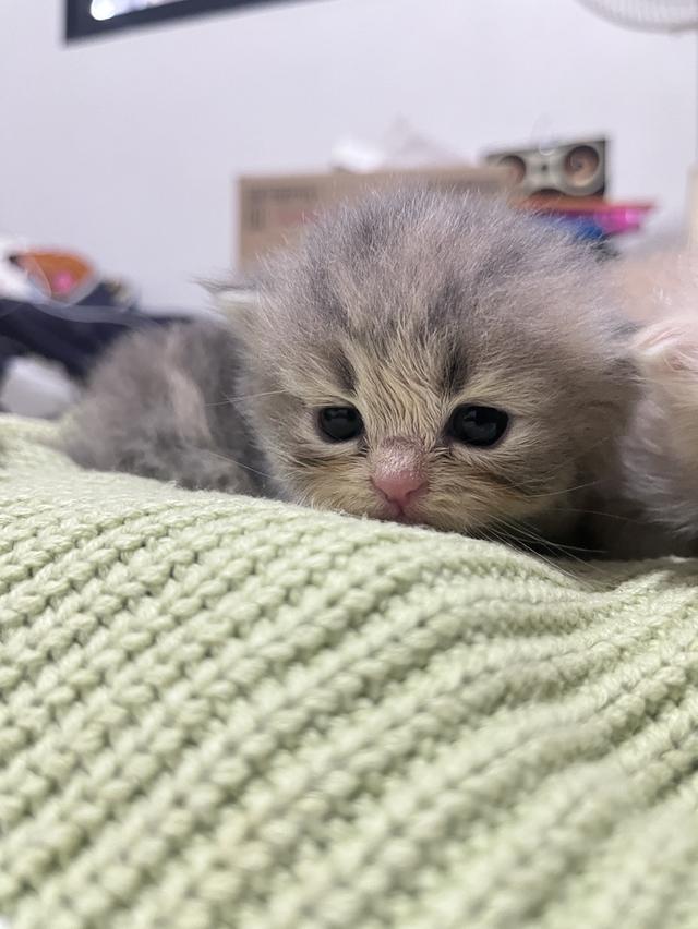 ลูกแมว สก๊อตติช ขนยาว รูปย่อยที่ 3