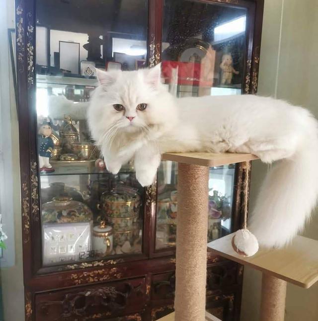 ลูกแมวเปอร์เซีย ส้มขาว กาฟิว 6