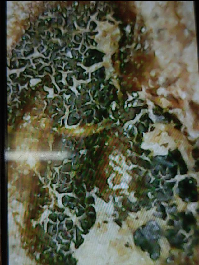 พระหลวงพ่อสด พระผงของขวัญ 9