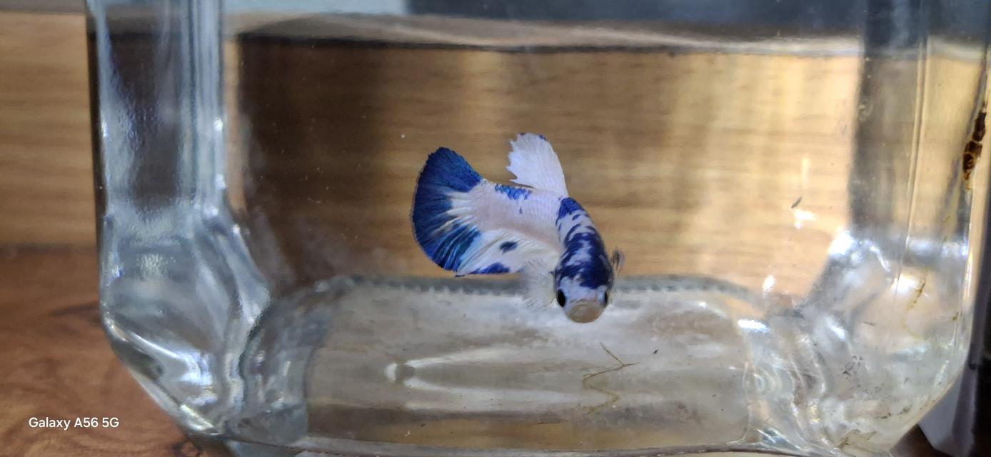 ปลากัด มาเบิ้ล-แฟนซี-สวยงาม 6