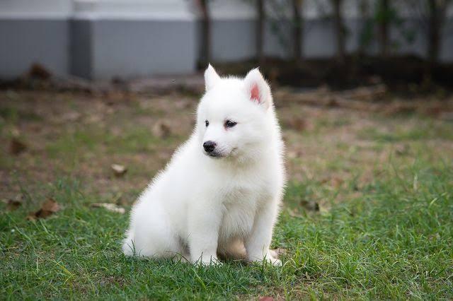 สุนัขไซบีเรียนสีขาว 1