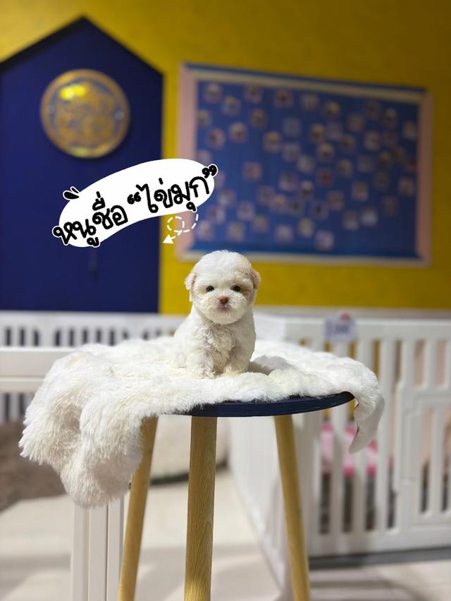 ด.ญ ไข่มุก พุดเดิ้ลแท้
