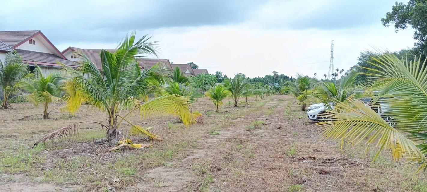 ขายที่ดินจังหวัดระยอง 2