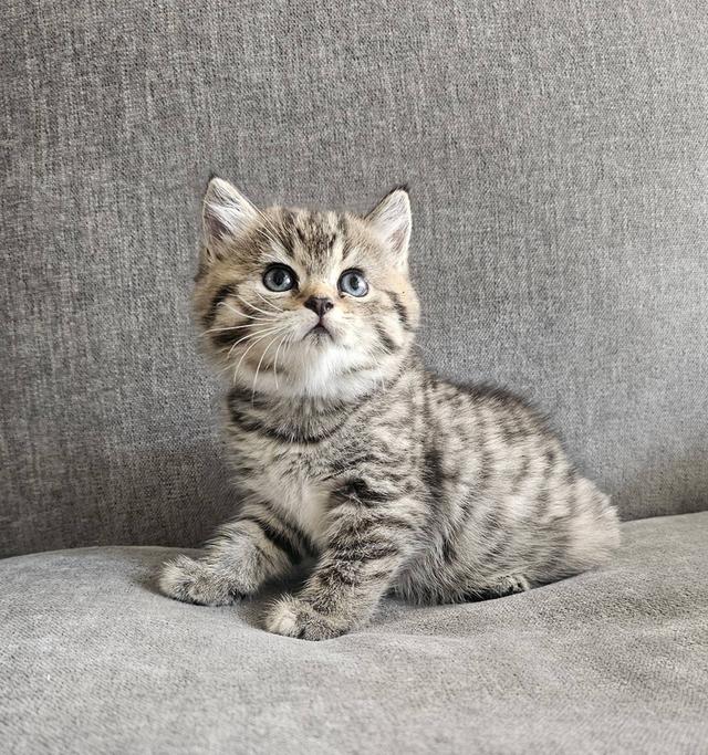 สก็อตติชโฟลด์ เสือสาว