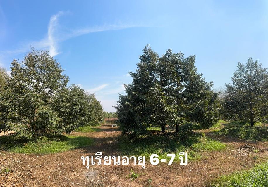 ขายสวนทุเรียนแปลงเล็กระยอง ให้ผลผลิตแล้ว 2-3-97 ไร่ 4,500,000- 14