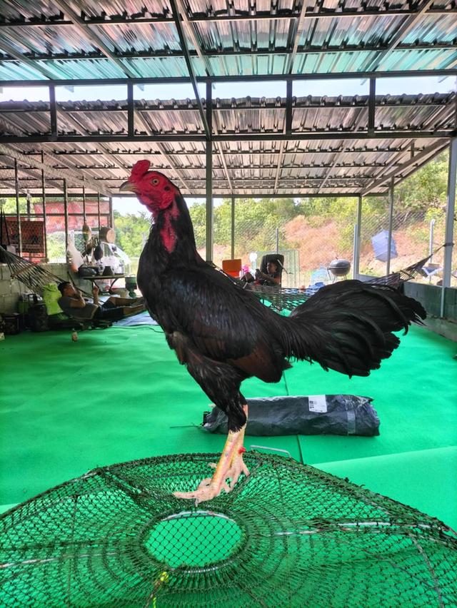 ไก่ชนพม่าเป็นไก่พร้อมชน3-4ยกเดินได้ถอยได้แม่น