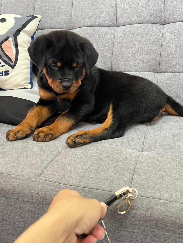 Rottweiler Puppies  WhatsApp me : +66 63 826 3042 รูปที่ 2