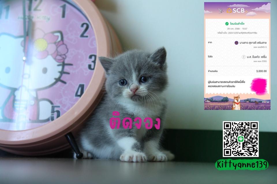 แมวหิมาลายันบริติชแท้