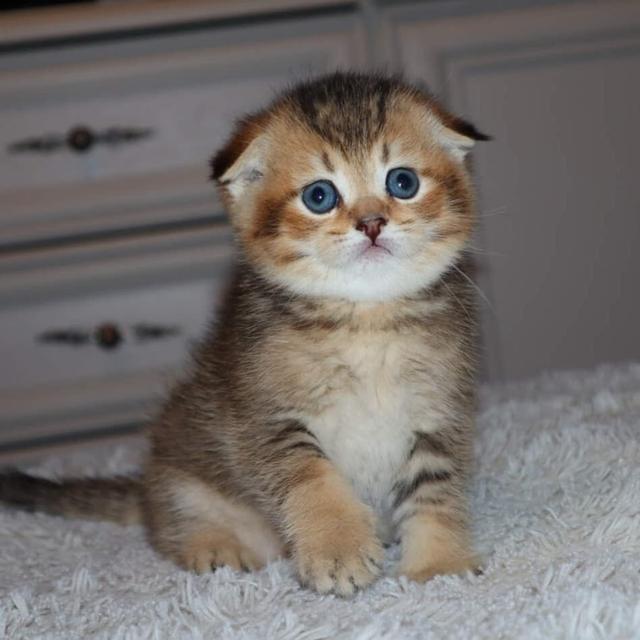 Scottish Fold Kittens WhatsApp me : +66 63 826 3042