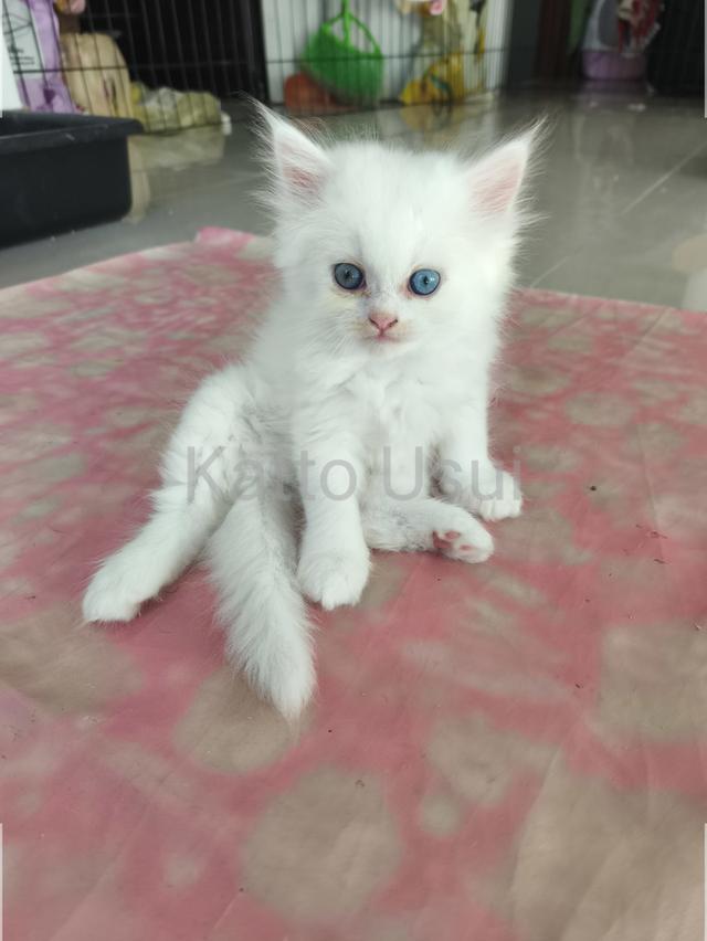 ลูกแมวเปอร์เซีย กทม ลาดพร้าว