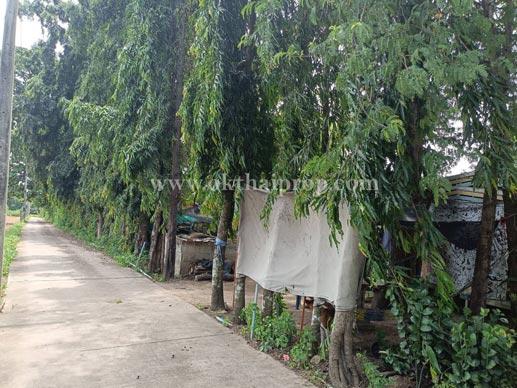 ที่ดินติดถนน ต.นาวังหิน อ.พนัสนิคม จ.ชลบุรี 9