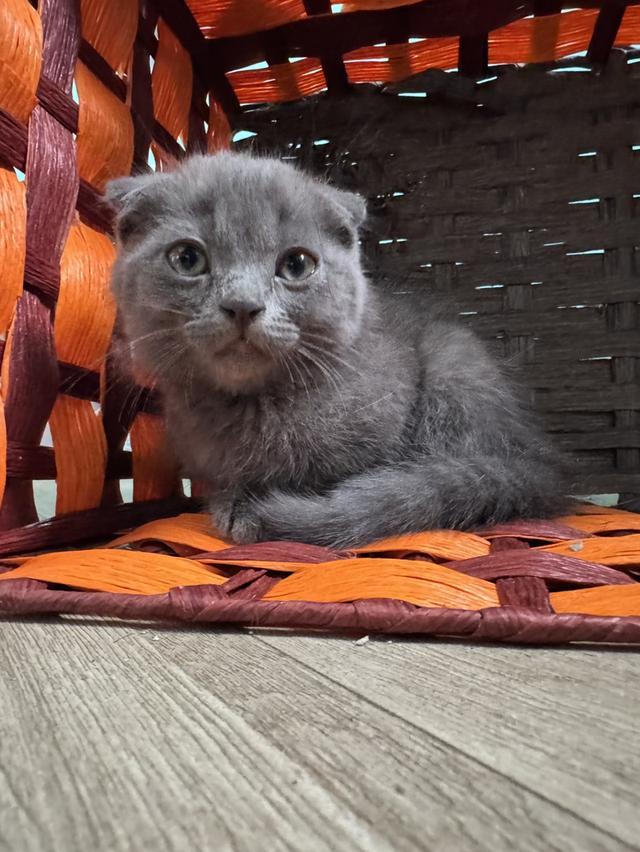 แมว Scottish fold สก็อตติชหูพับ 4