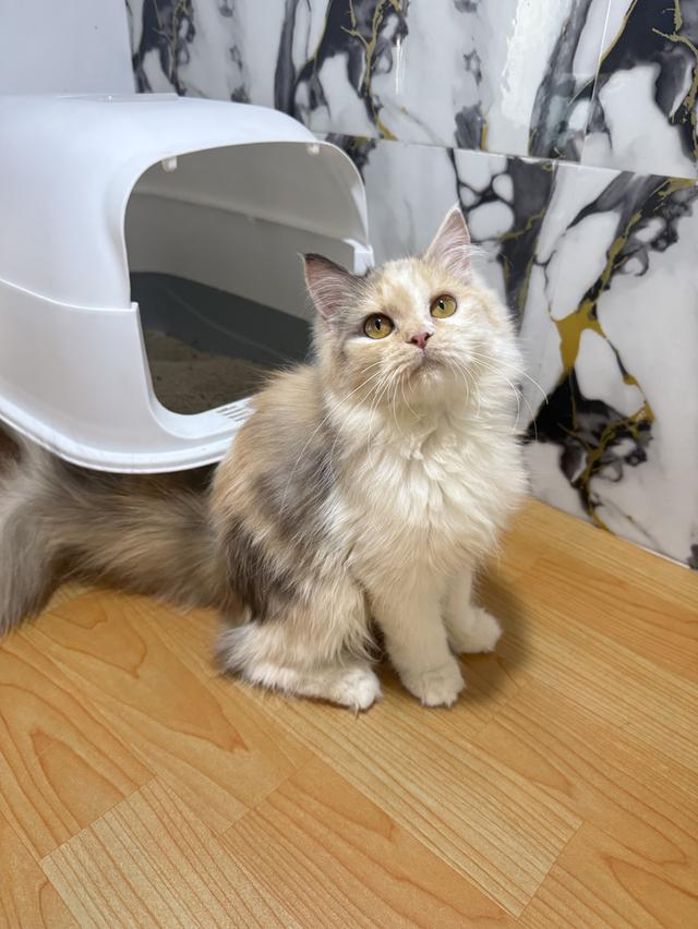 ลูกแมวพันธุ์เปอร์เซียแท้