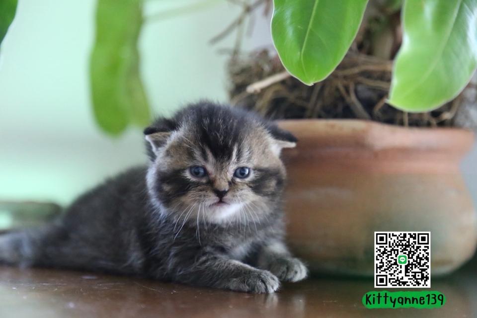 แมวเปอร์เซียผสมบริติชwcf รูปที่ 10