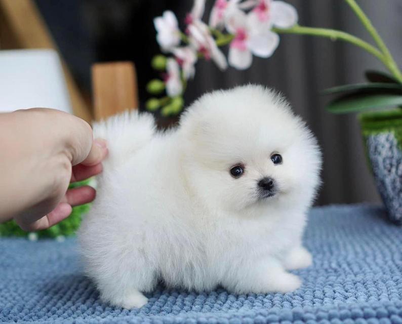 Teacup Pomeranian Puppies  WhatsApp me : ( +63 985 762 7466 )