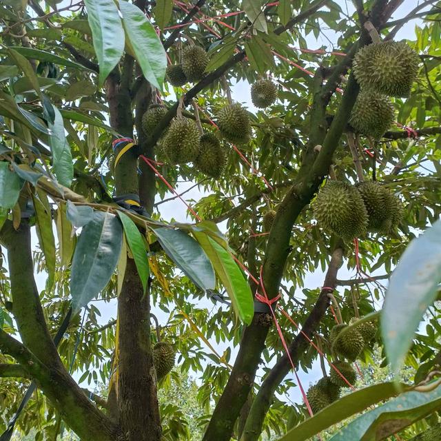 📣ขายสวนทุเรียน100ไร่ เขาไร่ยาอำเภอเมืองจันทบุรี 4