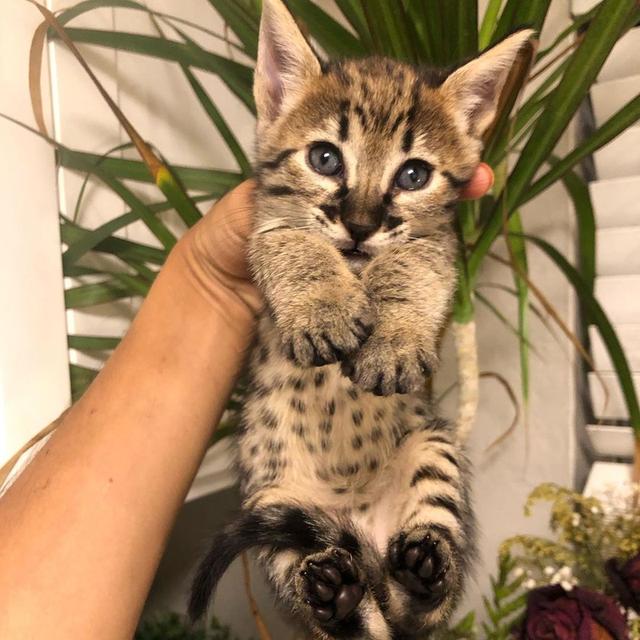 F7 savannah kittens  WhatsApp me : +971 58 208 8241 รูปที่ 2