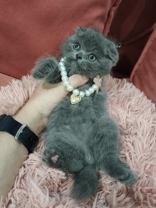 ❌❌ปิดการขาย❌❌เด็กชายหาบ้าน 💒🏡 สีบลูเข้ม😻😻 รูปที่ 5