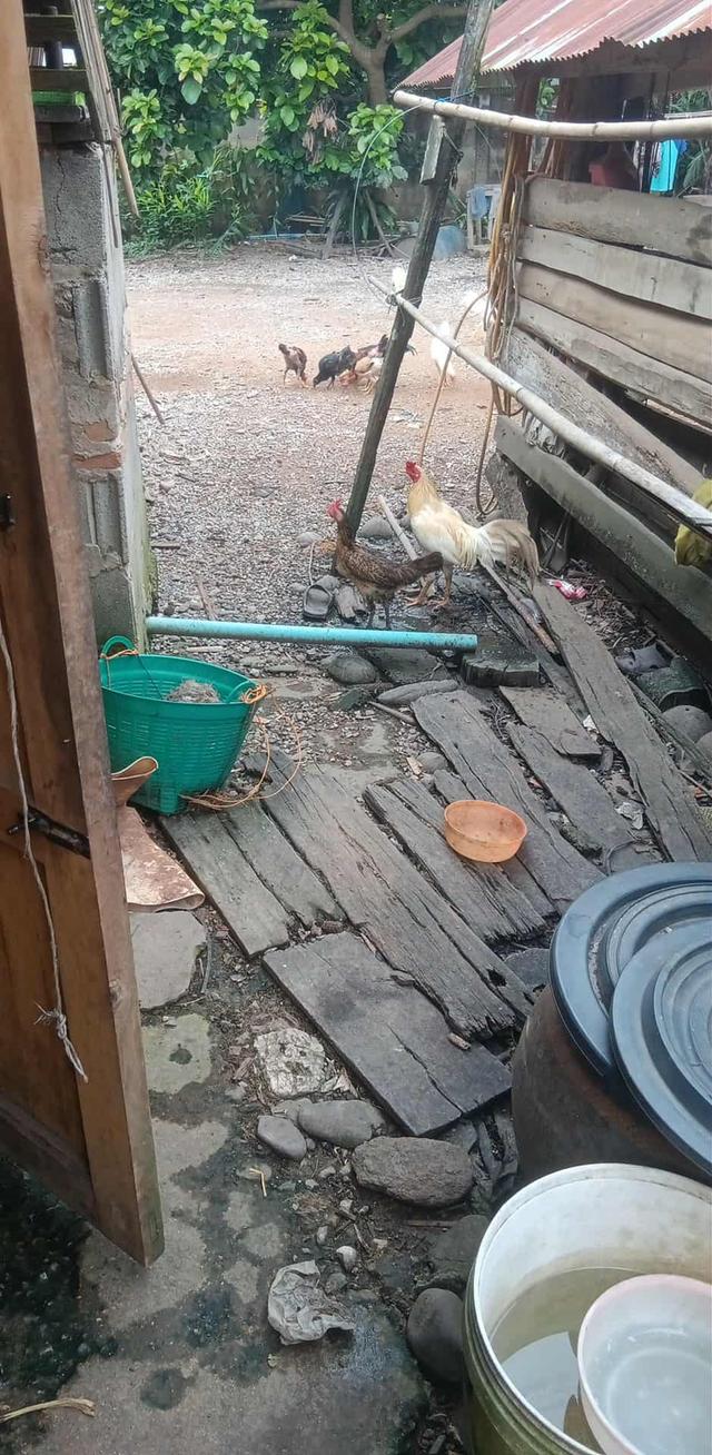 ขายไก่ชนเยียร์,ไซ่ง่อน,ม้าล่อรำวง,