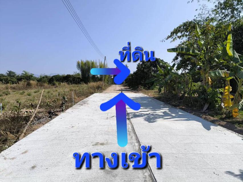 ขายที่ดินสวนลำไย แปลงสวย*ผ่อนได้เพียงหลักพันเท่านั้น 6