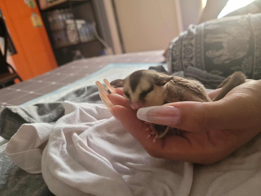 ส่งต่อ น้องชูก้าร์ ไรเดอร์ รูปย่อยที่ 2