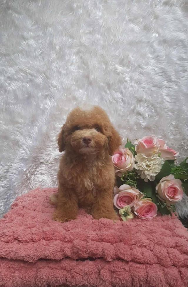 Poodle พุดเดิ้ลแท้ เพศชาย สีน้ำตาลทำวัคซีนเข็มแรก5โรค ถ่ายพยาธิ
