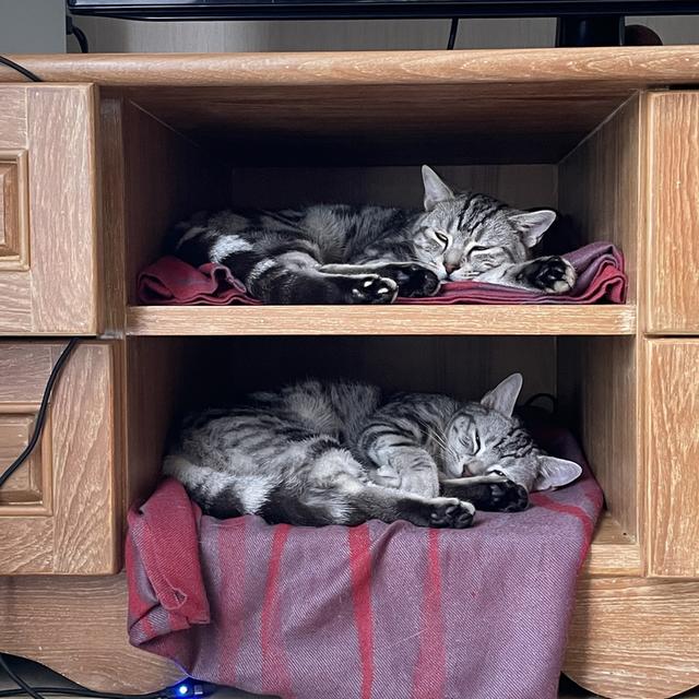 American shorthair 2
