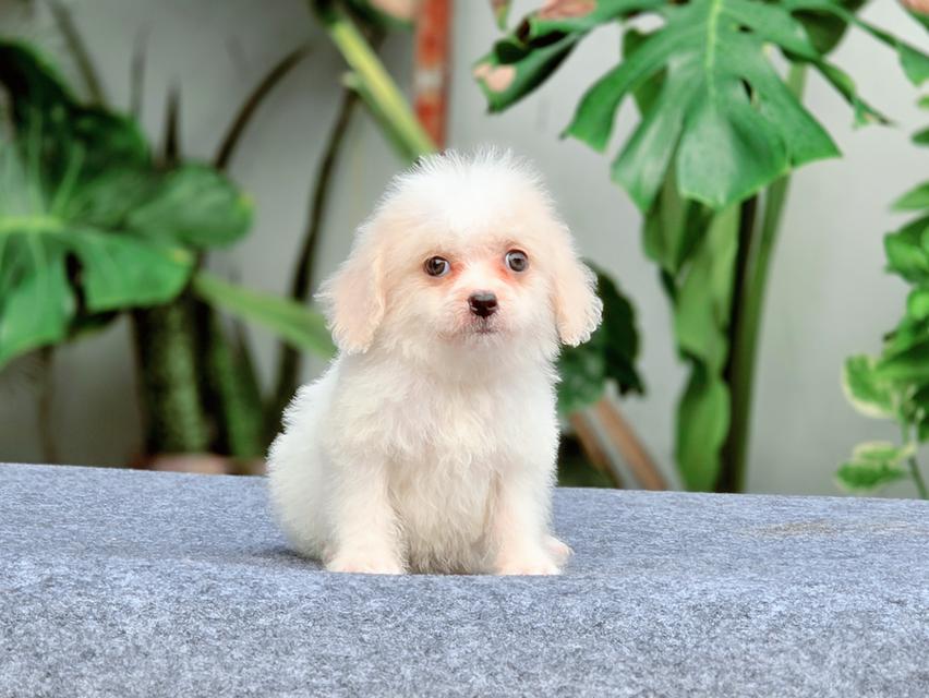 Poodleทอยสายพันธุ์แท้หนุ่มหล่อสีขาวครีมพร้อมย้ายบ้าน