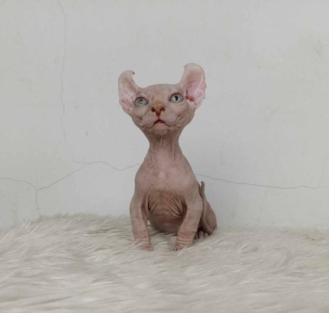 33.แมวดเวล/เพศผู้ หาบ้าน Dwelf Cat/Male looking for a new home 4