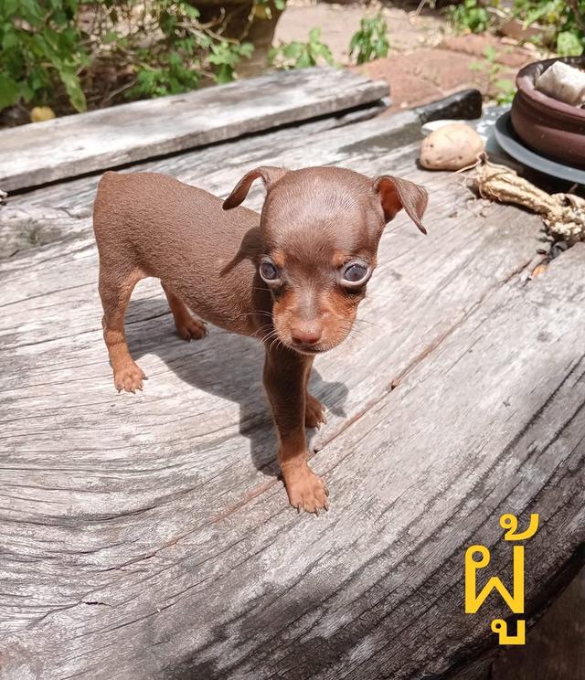 ลูกสุนัข Miniature Pinscher หาบ้าน 2