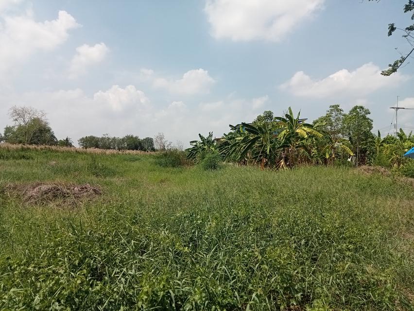 ขายที่ดิน สามโคก หลังที่ว่าการอำเภอสามโคก 9