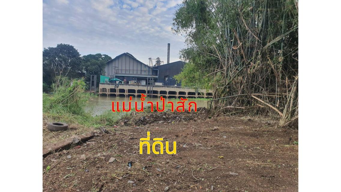 ขายที่ริมแม่น้ำป่าสัก (น้ำไม่ท่วม) นครหลวง อยุธยา 600 ตาราวา เหมาะสร้าง คาเฟ่ รีสอร์ท บ้านริมน้ำ อู่ต่อเรือ เวลเนสwellness 3