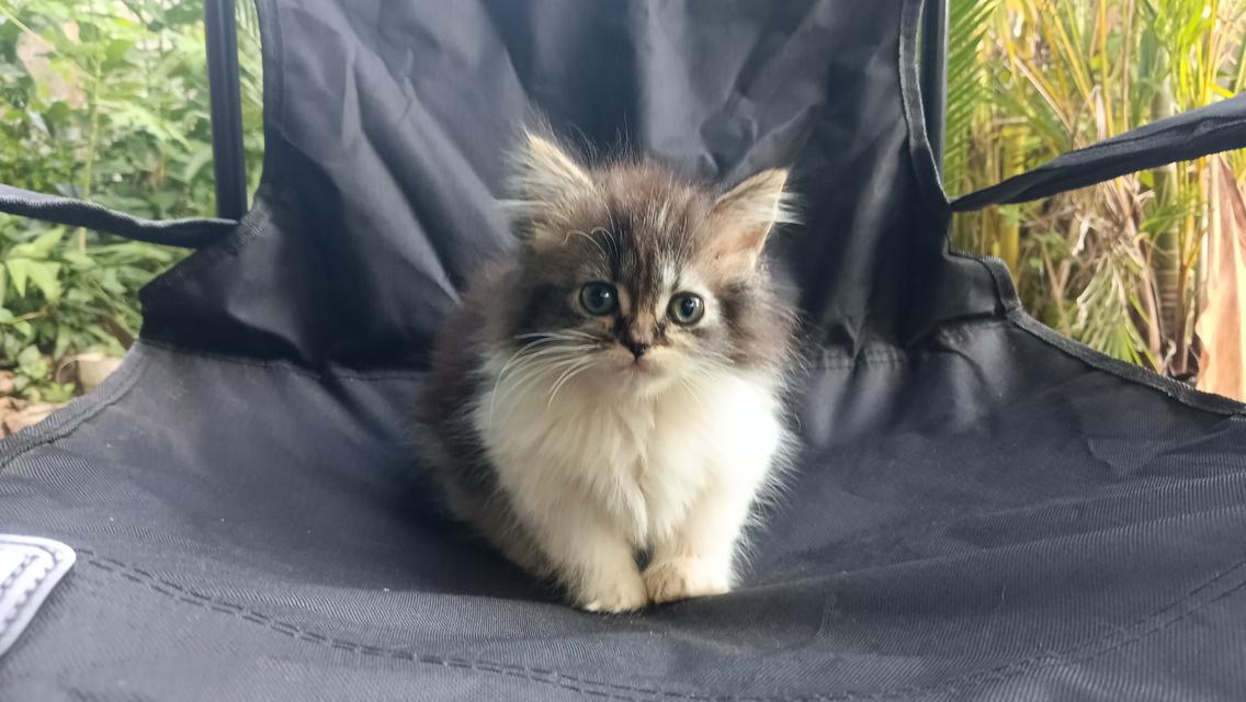 มัชกิ้นขาสั้นหญิงน้องอายุสองเดือนกว่าพร้อมส่งค่ะ 7